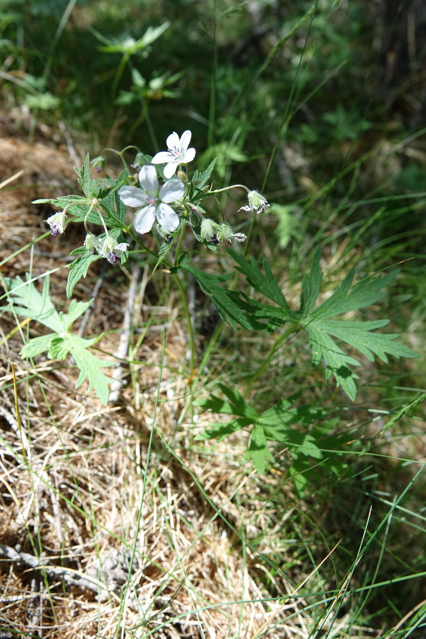 Image of Geranium rivulare Vill.