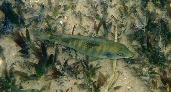 Image de Hemitilapia