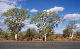 Image of Corymbia candida K. D. Hill & L. A. S. Johnson