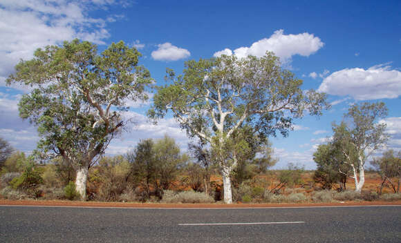 Image of Corymbia candida K. D. Hill & L. A. S. Johnson