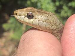 Image of Tiny Night Snake
