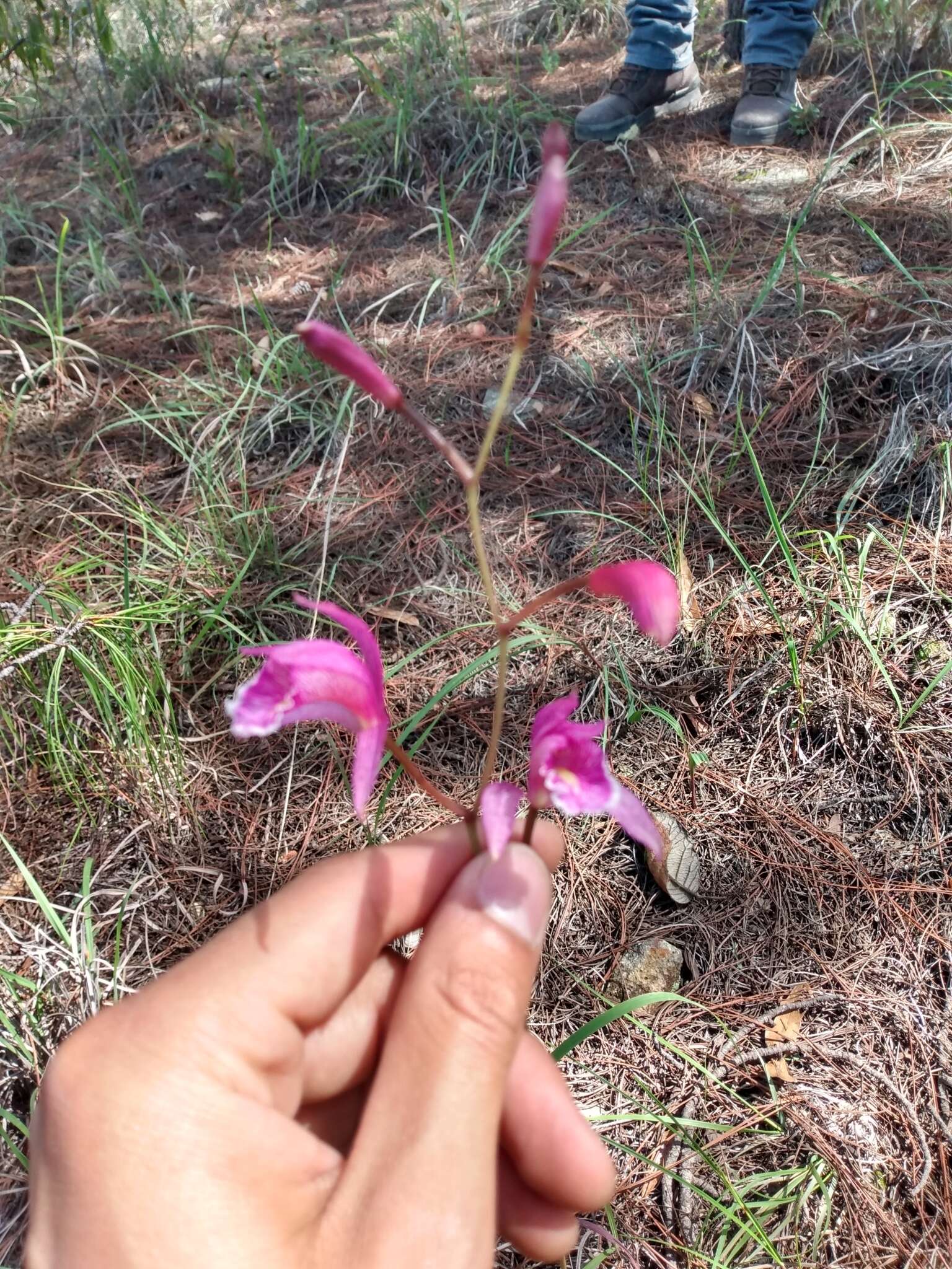 Bletia greenwoodiana Sosa resmi