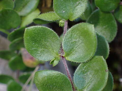 Image of Arenaria bertolonii Fiori