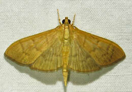 Image of <i>Patania silicalis</i>