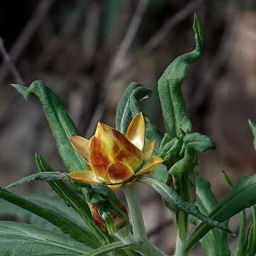 Plancia ëd Xerochrysum bracteatum (Vent.) Tzvelev