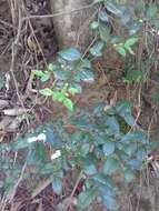 صورة Rhamnus diffusus Clos