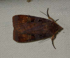 Diarsia brunnea Schiffermüller 1775的图像