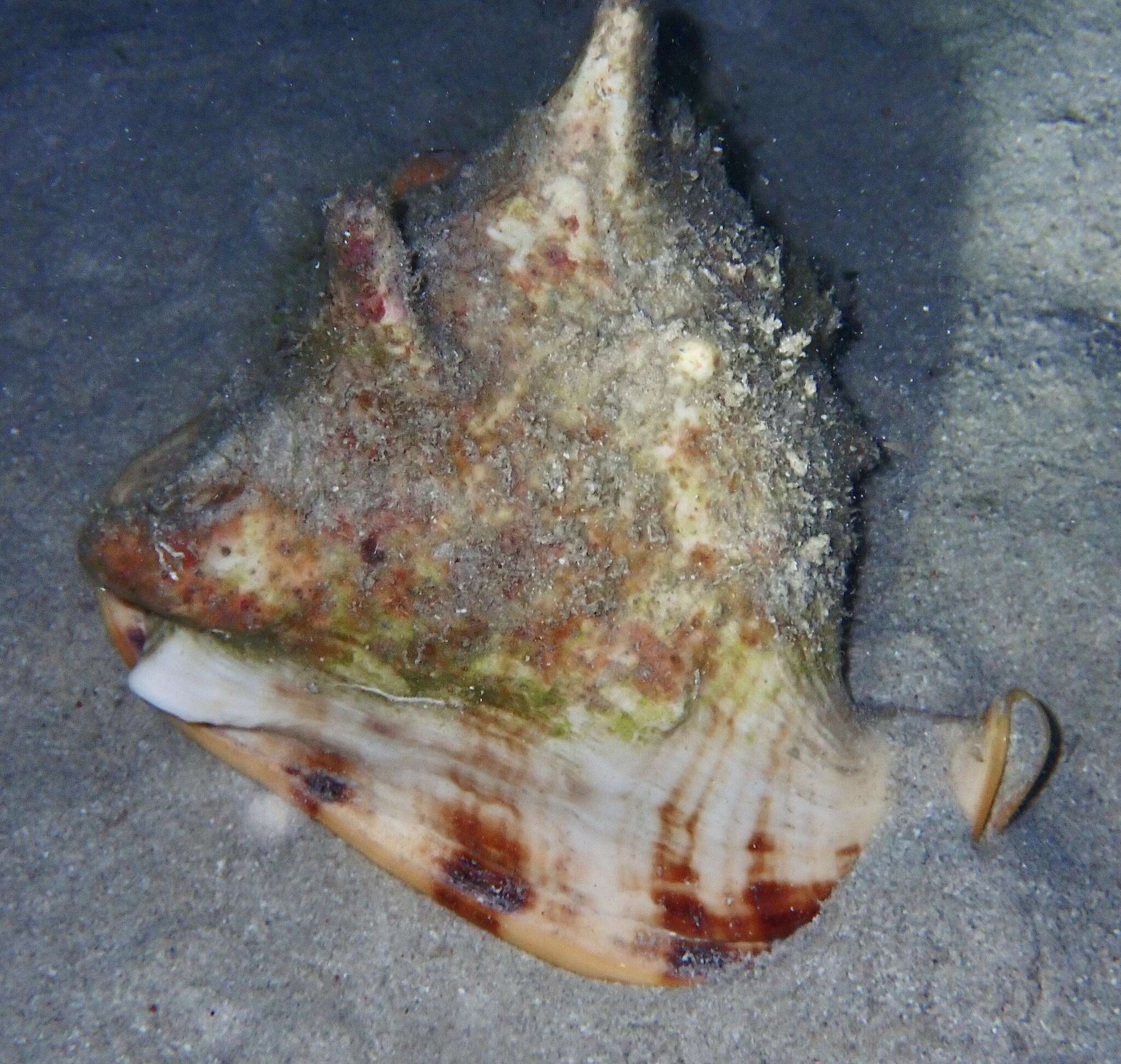 Image of Horned Helmet