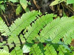 Adiantum polyphyllum Willd.的圖片