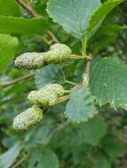 Image of Green Alder