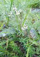 Sivun Galium paniculatum (Bunge) Pobed. kuva