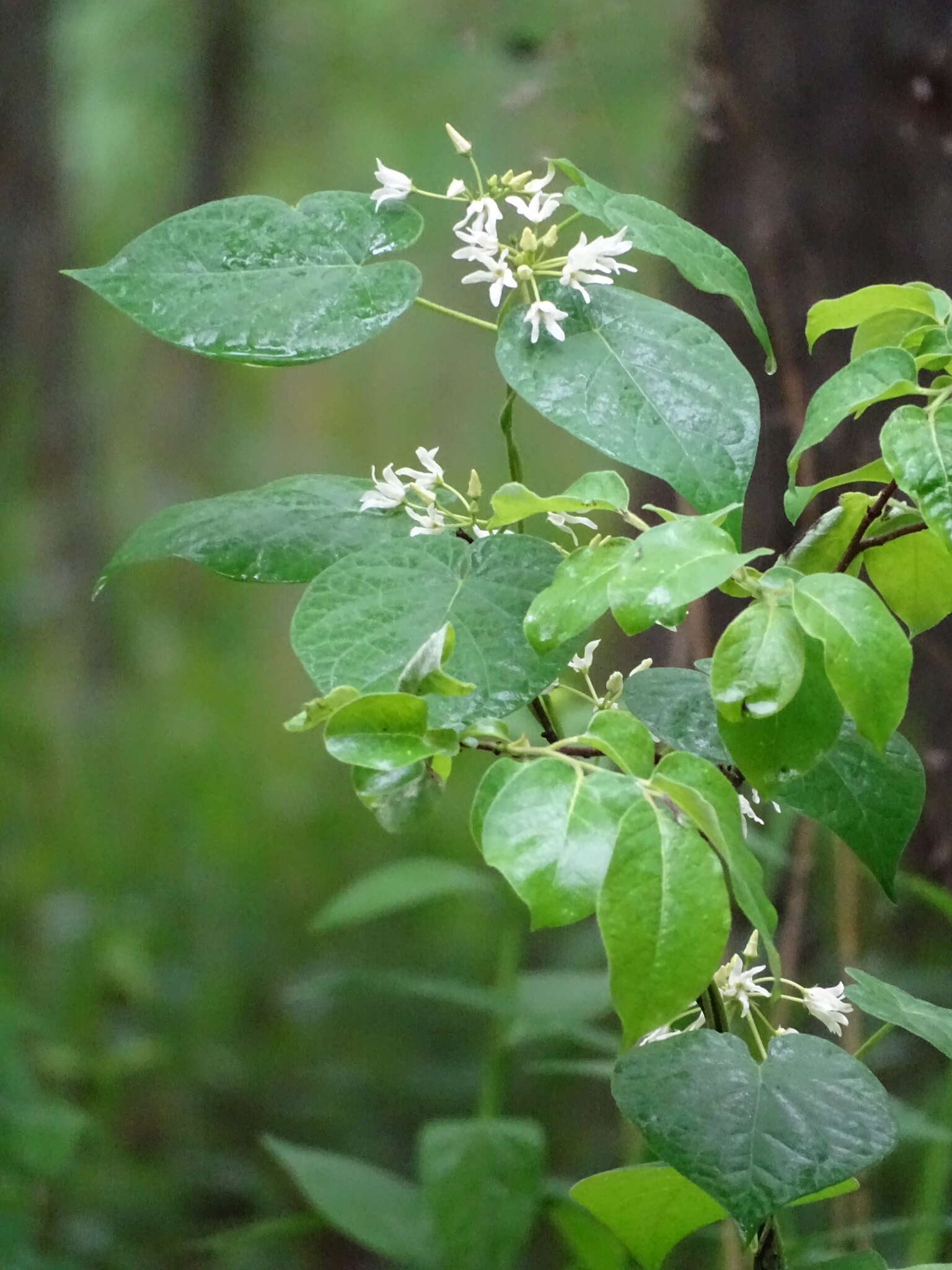 Image de Matelea baldwyniana (Sweet) R. E. Woodson