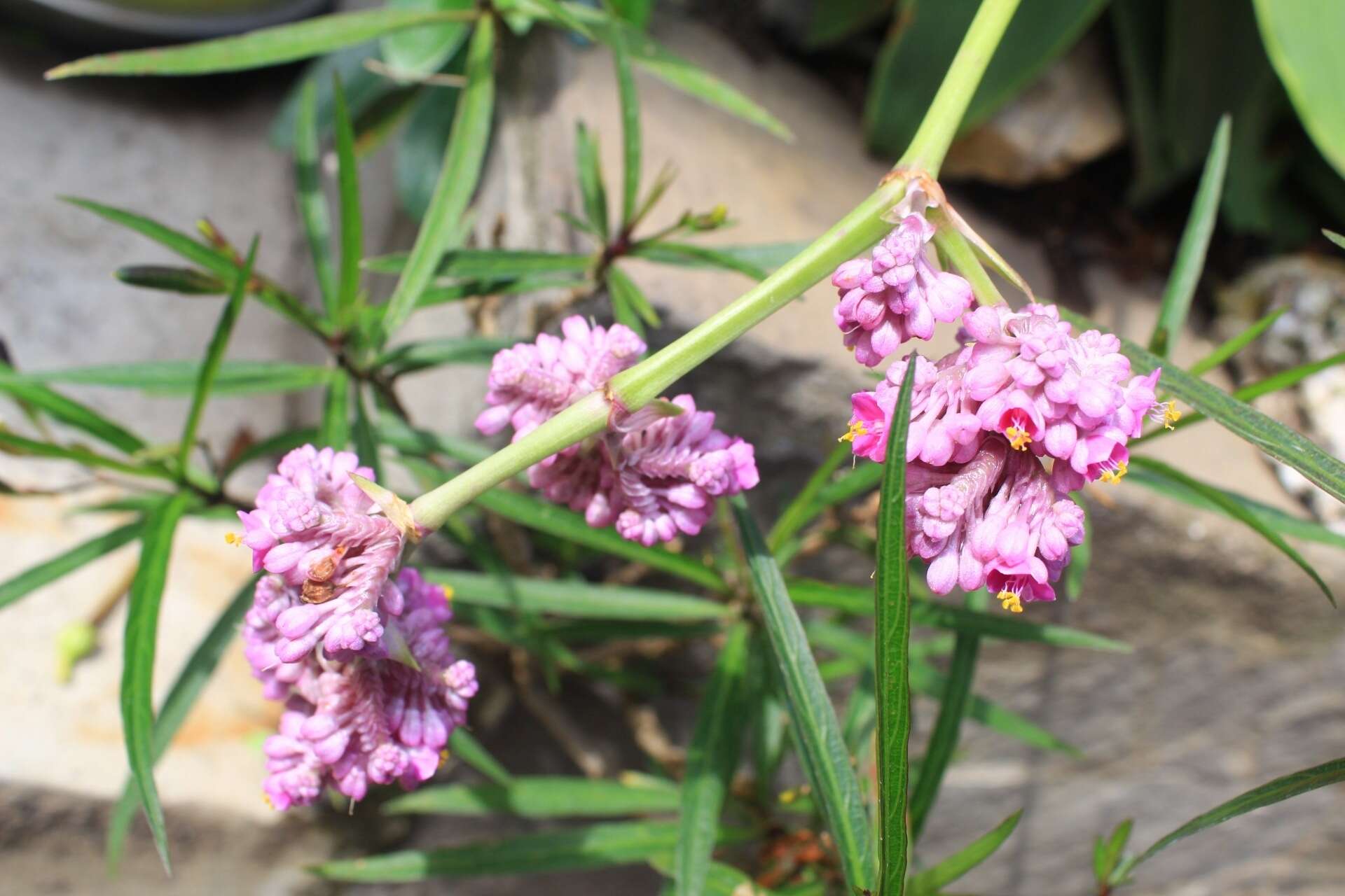 Image of Callisia warszewicziana (Kunth & C. D. Bouché) D. R. Hunt