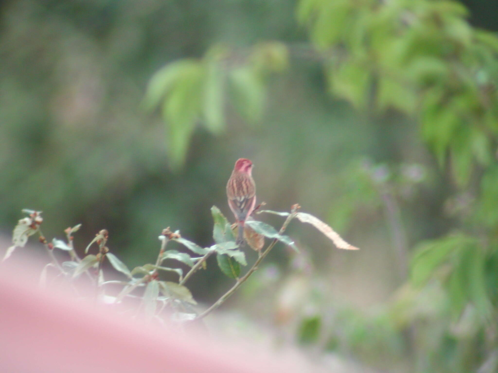 Image of Pink-browed Rosefinch