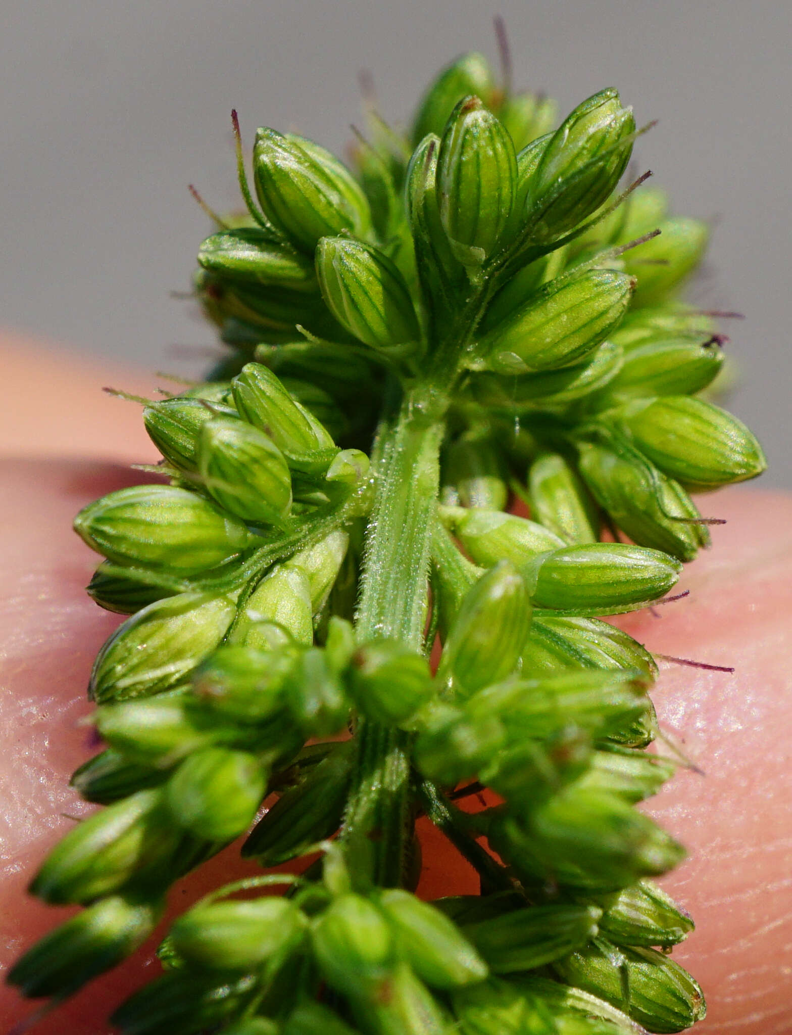 Image de Setaria verticillata var. ambigua Guss.