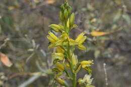 Image of Chloraea multilineolata C. Schweinf.