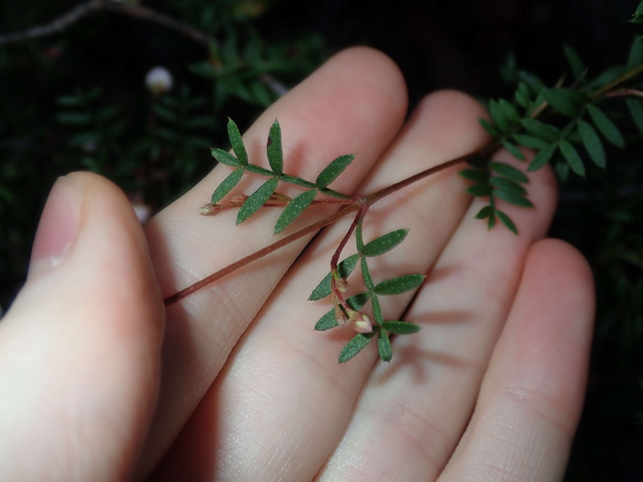 Image of Boronia floribunda Sieber ex Spreng.