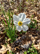 Image de Narcissus medioluteus Mill.