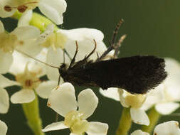 Image of Phaulernis dentella Zeller 1839