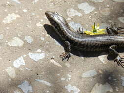 Image of Warm-temperate Water-skink