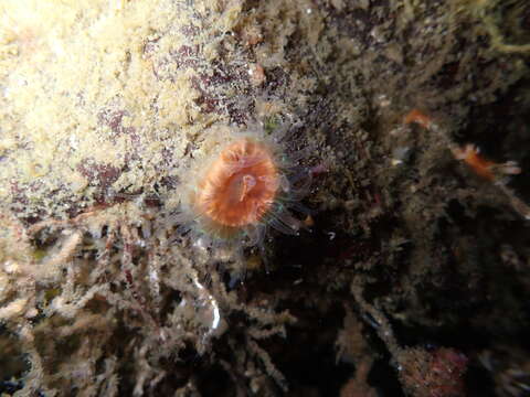 Image of brown stony coral