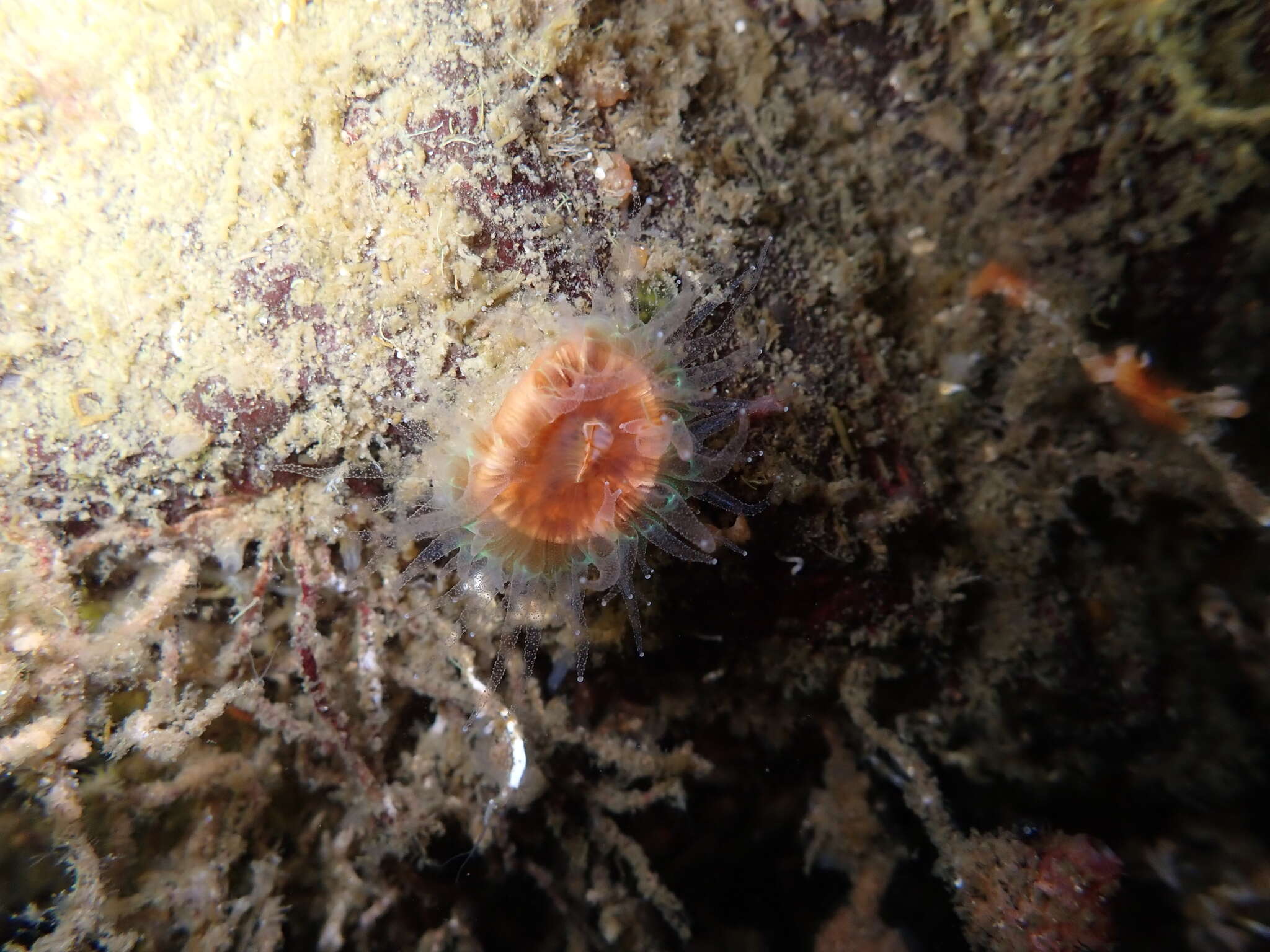 Image of brown stony coral