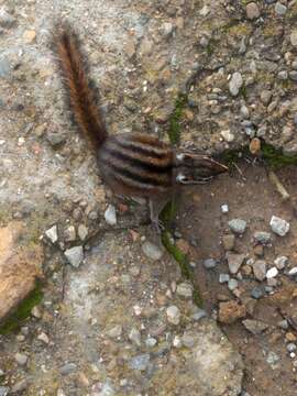 Image of Sonoma Chipmunk