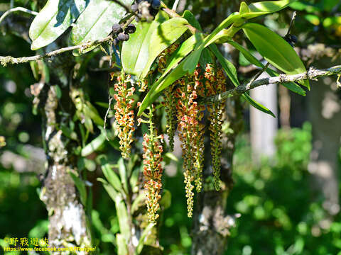 Robiquetia spathulata (Blume) J. J. Sm. resmi