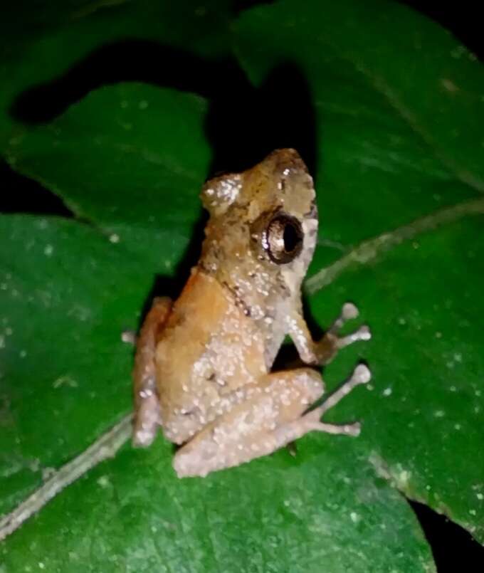 Image de Pristimantis parvillus (Lynch 1976)