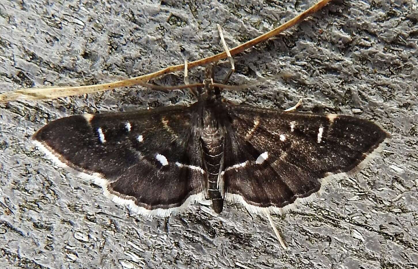 Image of Diathrausta harlequinalis Dyar 1914