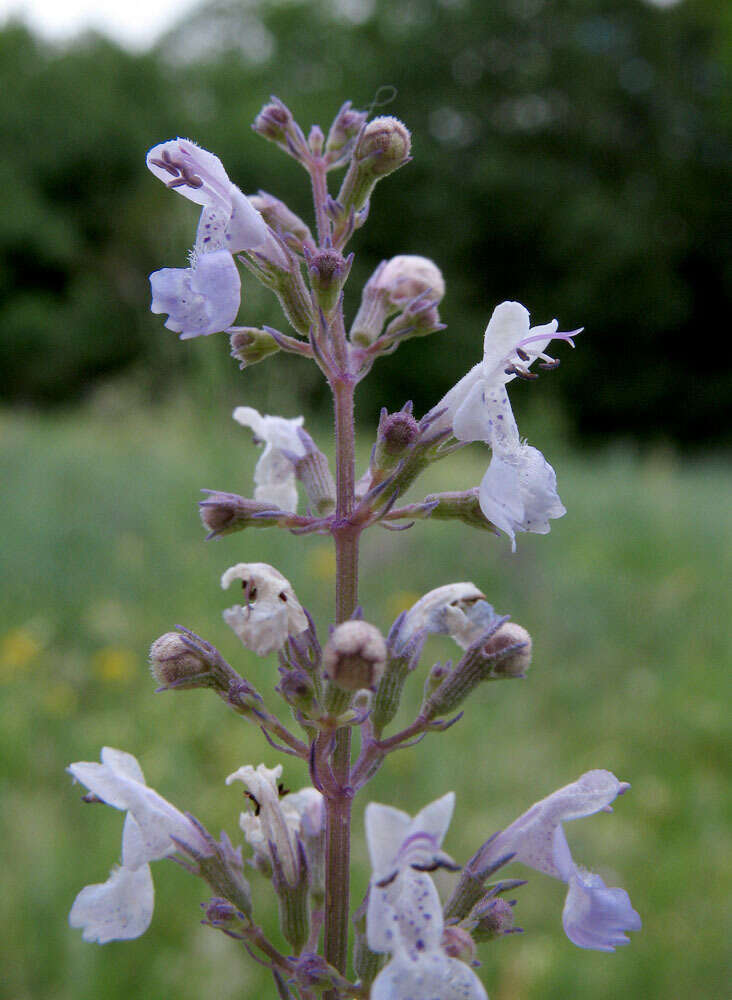 Image of Nepeta nuda L.