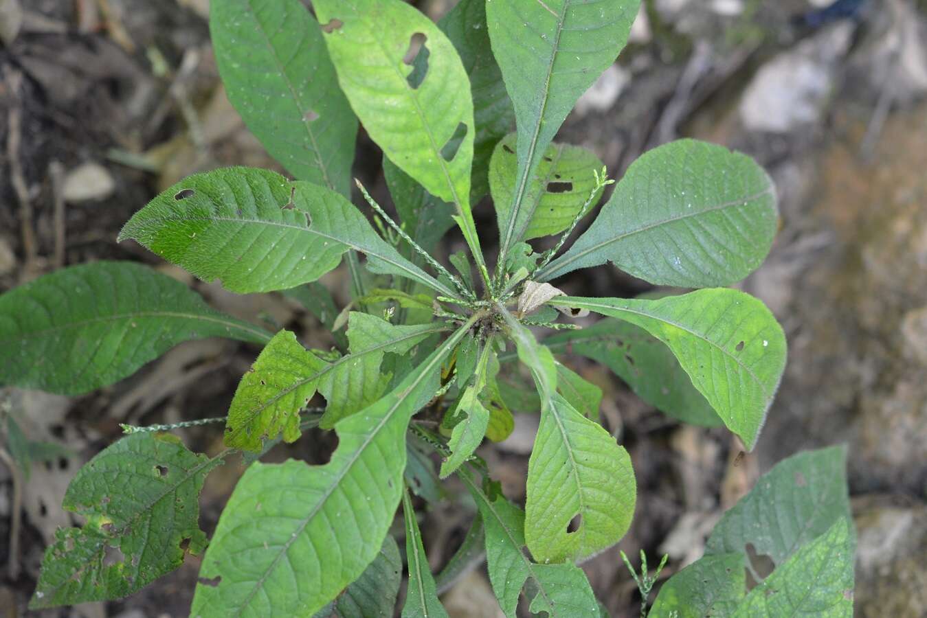 Elytraria imbricata (Vahl) Pers. resmi