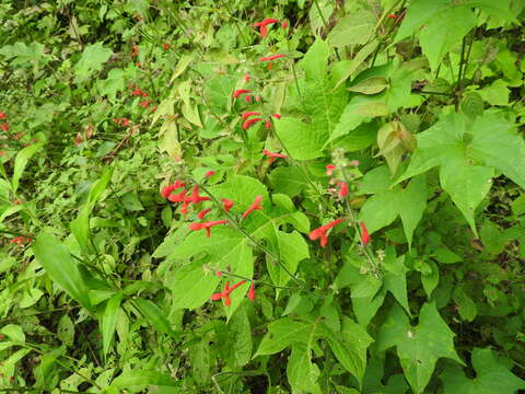 Imagem de Stachys coccinea Ortega