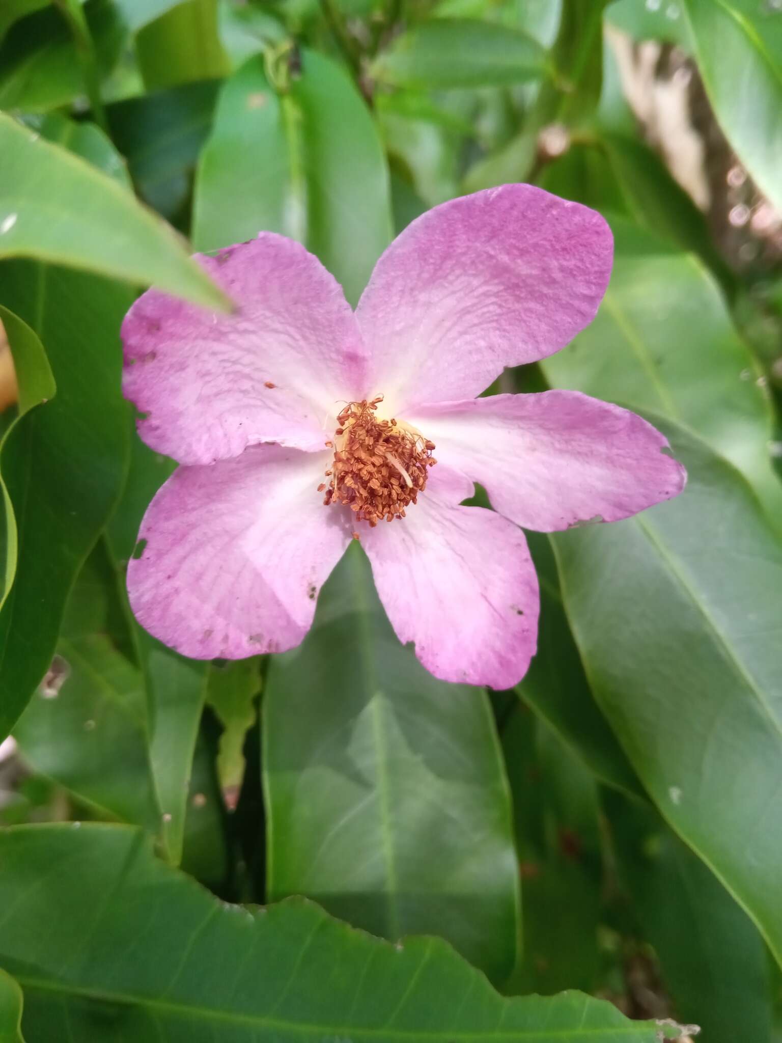 Image de Diegodendron humbertii Capuron