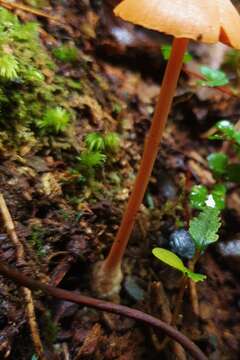 Image of Entoloma latericolor E. Horak 1976