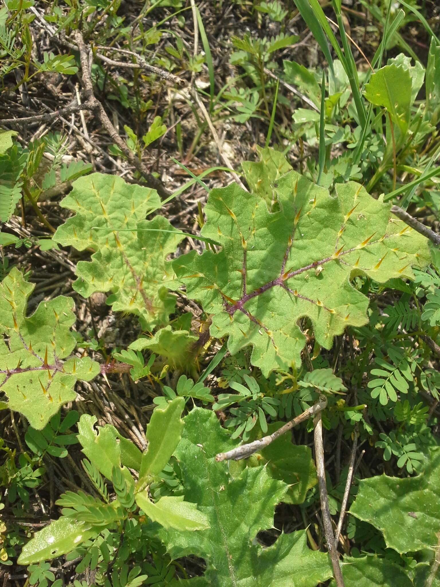 صورة Solanum campechiense L.