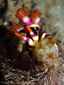 Image of Nembrotha purpureolineata O'Donoghue 1924