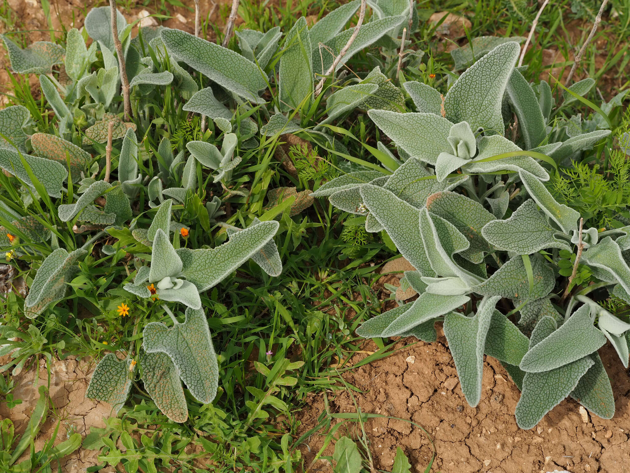 Image of Phlomis brachyodon (Boiss.) Zohary ex Rech. fil.