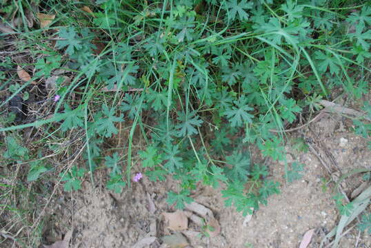 Image of Solander's geranium