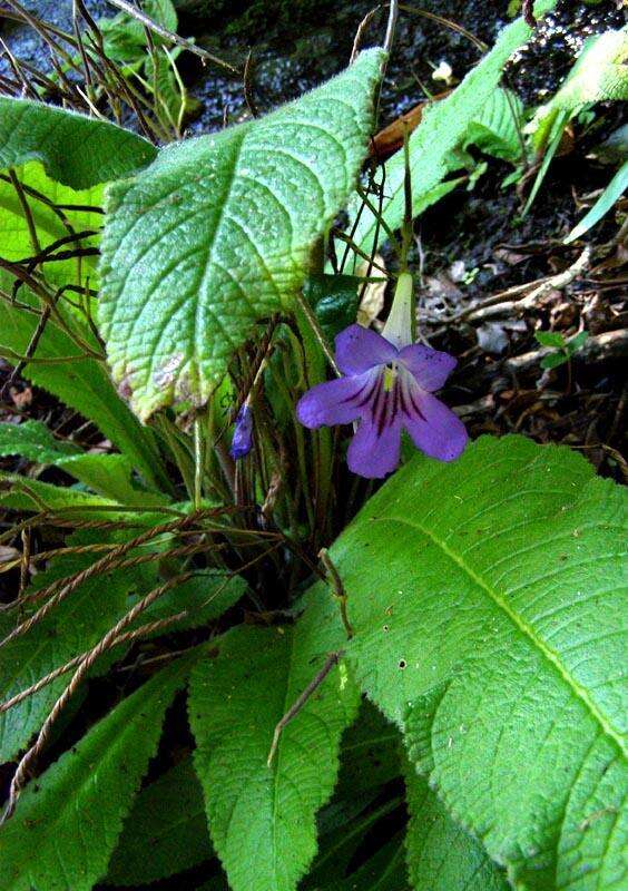 Plancia ëd Streptocarpus cyaneus subsp. cyaneus