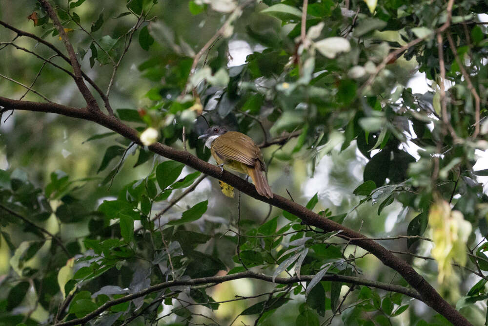 Слика од Criniger calurus (Cassin 1856)