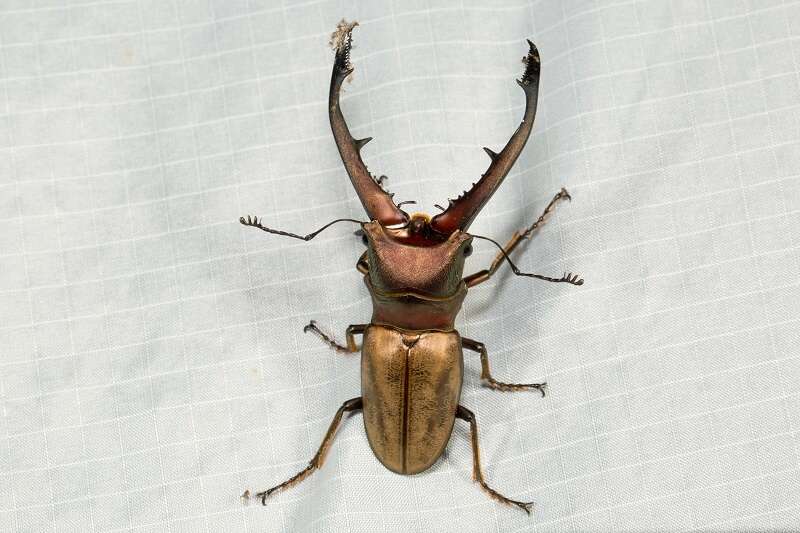 Imagem de Cyclommatus montanellus Möllenkamp 1904