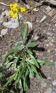 Image of lambstongue ragwort