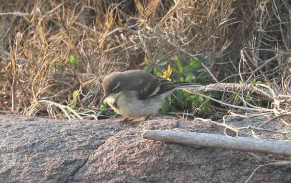 Image of Cape Wagtail