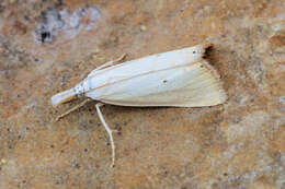 Image of Xanthocrambus