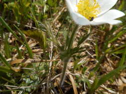 Pulsatilla alpina subsp. millefoliata (Bertol.) D. M. Moser resmi