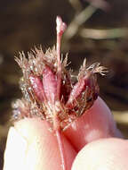 Utricularia benjaminiana Oliv.的圖片