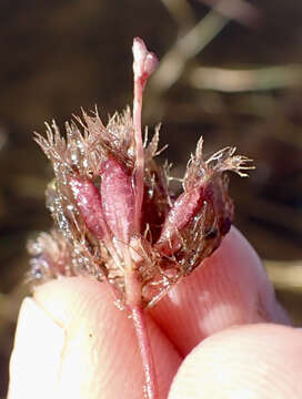 Image of Utricularia benjaminiana Oliv.