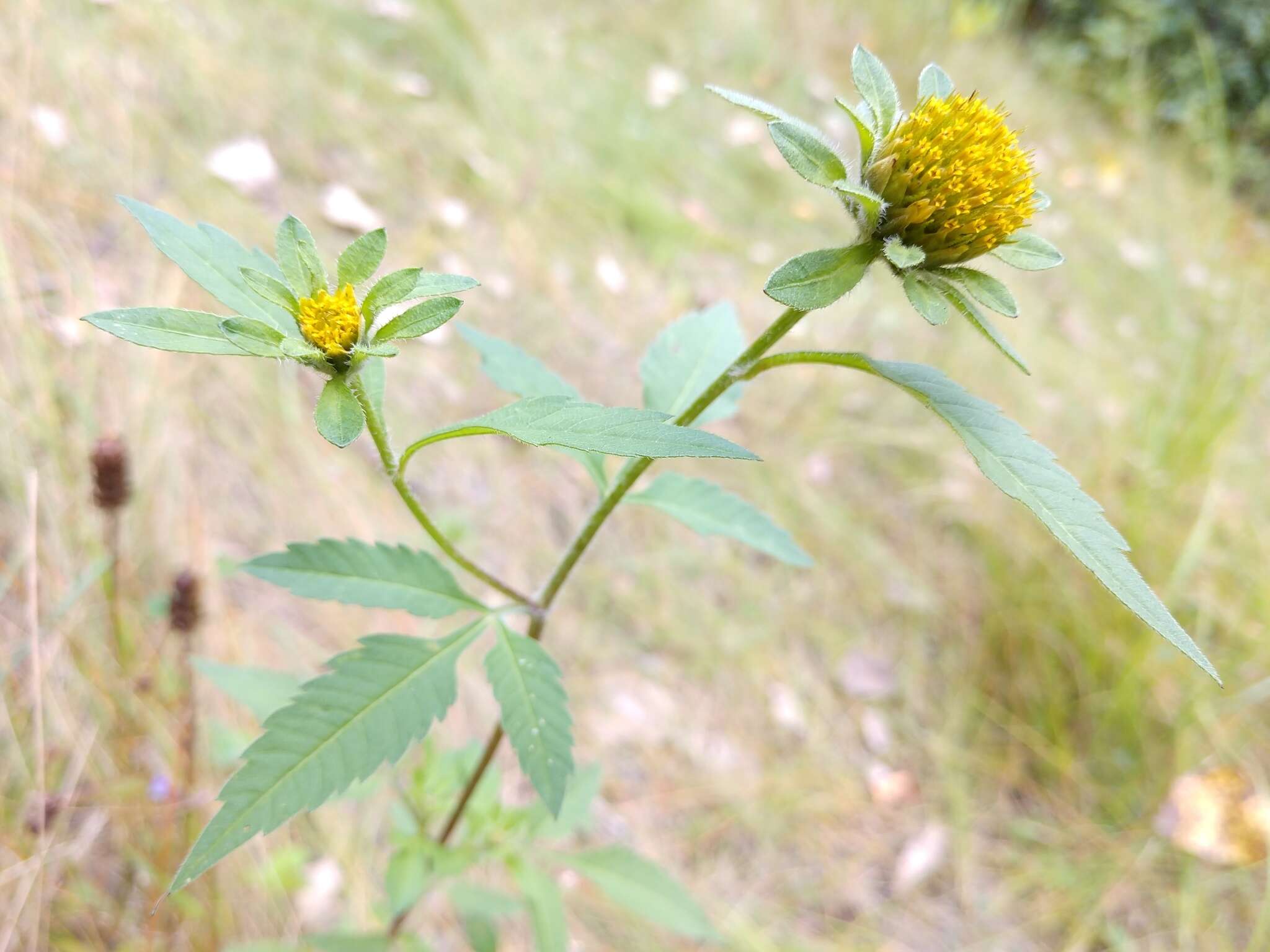 صورة Bidens vulgata E. L. Greene