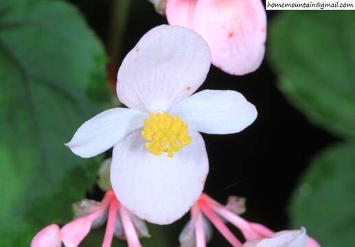 Слика од Begonia grandis subsp. sinensis (A. DC.) Irmsch.